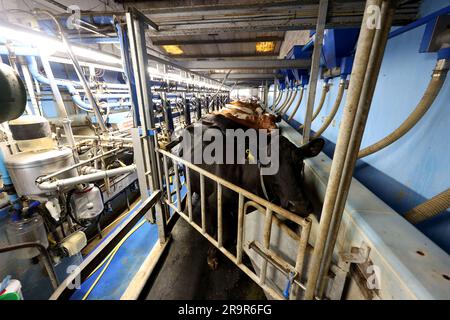 Mucche nella Goodwood Farm di Chichester, West Sussex, Regno Unito. Foto Stock