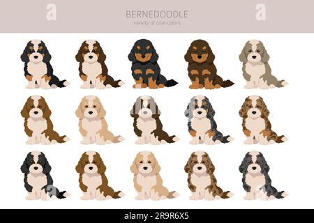 Bernedoodle cuccioli clipart. Tutti i colori del rivestimento sono impostati. Posizione diversa. Infografica sulle caratteristiche di tutte le razze di cane. Illustrazione vettoriale Illustrazione Vettoriale
