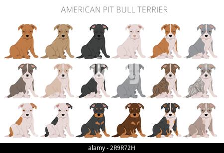 Clipart dei cuccioli di Pit Bull terrier americano. Varietà di colori, infografica. Illustrazione vettoriale Illustrazione Vettoriale