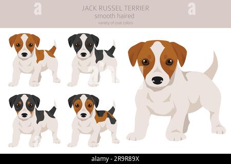 Cuccioli Jack Russel terrier in diverse pose e colori del cappotto. Rivestimento liscio e capelli rotti. Illustrazione vettoriale Illustrazione Vettoriale