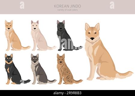 Clitpart Jindo coreano. Pose diverse, colori del cappotto impostati. Illustrazione vettoriale Illustrazione Vettoriale