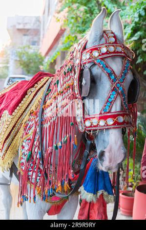 Ghodi decorato, o cavallo bianco, pronto a trasportare Groom al luogo del matrimonio. Tradizione indiana del matrimonio. I membri della famiglia adornano il Ghodi con embe Foto Stock