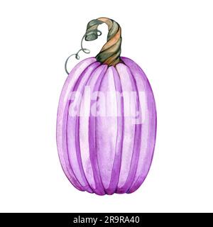 Zucca rosa acquerello isolata sullo sfondo bianco. Festività del Ringraziamento. Illustrazione autunnale disegnata a mano. Foto Stock