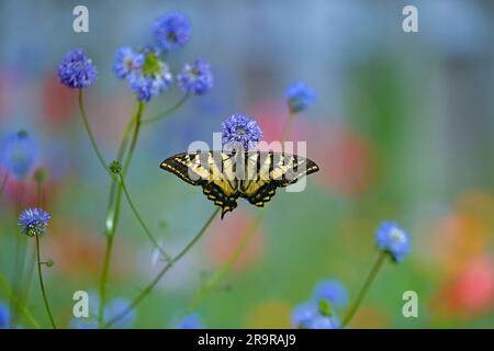 Farfalla Western Tiger Swallowtail. Papilio rutulus Foto Stock