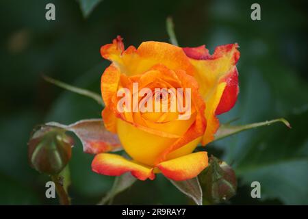 Fiore rosa giallo della biancheria da letto Rose Planters Punch Foto Stock