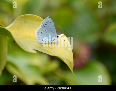 Farfalla blu Holly appoggiata su una foglia - Cornovaglia, Regno Unito Foto Stock