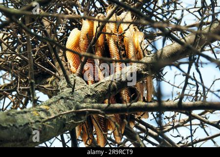 Favo, api mellifere occidentali, Westliche Honigbiene, Abeille européenne, Apis mellifera, háziméh, Ungheria, Magyarország, Europa Foto Stock