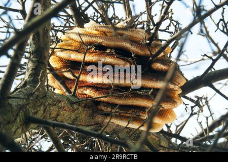 Favo, api mellifere occidentali, Westliche Honigbiene, Abeille européenne, Apis mellifera, háziméh, Ungheria, Magyarország, Europa Foto Stock