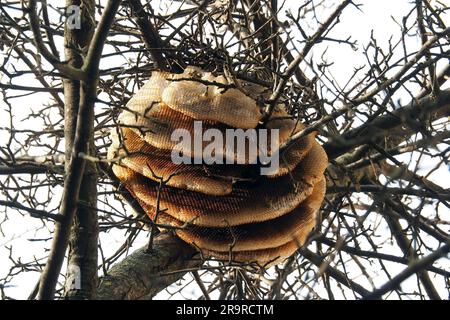 Favo, api mellifere occidentali, Westliche Honigbiene, Abeille européenne, Apis mellifera, háziméh, Ungheria, Magyarország, Europa Foto Stock