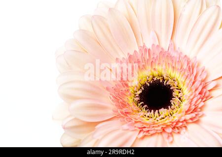 Fiore a margherita Gerber rosa pastello su sfondo bianco con spazio copia Foto Stock