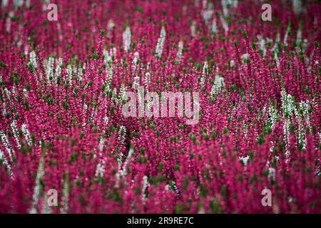 Calluna vulgaris o heather comune. Genere Calluna nella famiglia di piante da fiore Ericaceae Foto Stock