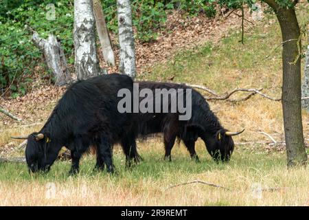 Due highlanders scozzesi neri pascolano l'erba nella riserva naturale Mookerheide nella provincia del Limburgo, Paesi Bassi, Europa Foto Stock