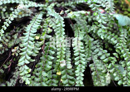 Asplenium trichomanes felce cresce su una pietra in natura nella foresta Foto Stock