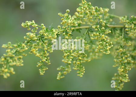 Il pennello rosso (Artemisia annua) cresce in natura Foto Stock