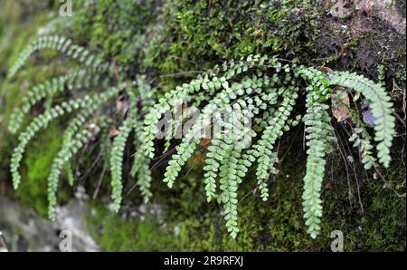 Asplenium trichomanes felce cresce su una pietra in natura nella foresta Foto Stock