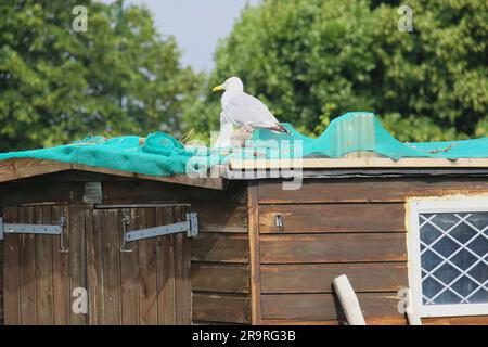 Gabbiano europeo appena nato seduto nel nido con un genitore in cima a un capanno in un'assegnazione Foto Stock