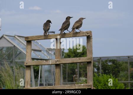 Tre giovani Starlings europei di recente costruzione si sono arroccati su un traliccio di legno su un'assegnazione britannica Foto Stock