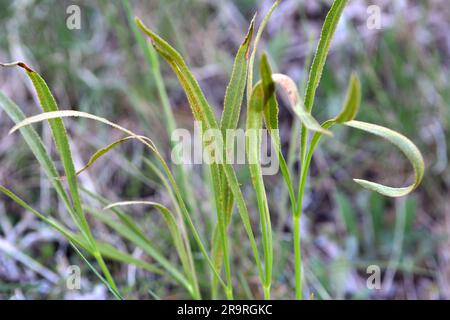 La primavera sta crescendo in natura Falcaria vulgaris Foto Stock