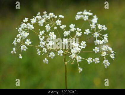 La primavera sta crescendo in natura Falcaria vulgaris Foto Stock