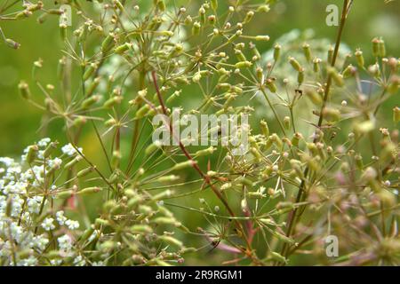 La primavera sta crescendo in natura Falcaria vulgaris Foto Stock