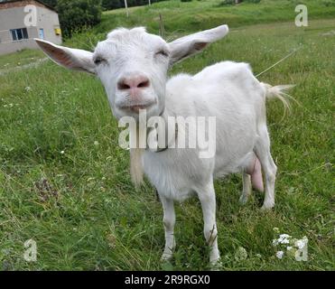 Una capra domestica pascolava in un cortile rurale Foto Stock
