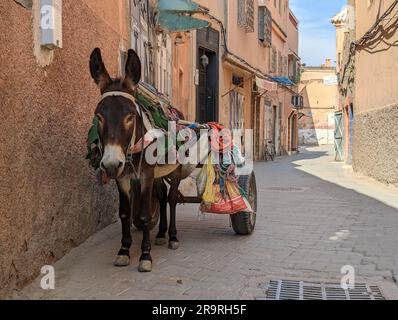 Un asino con un carro che aspetta il suo padrone nella medina di Marrakech, in Marocco Foto Stock