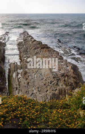 Fiori selvatici sulla costa frastagliata della California nel Montana de Oro State Park Foto Stock