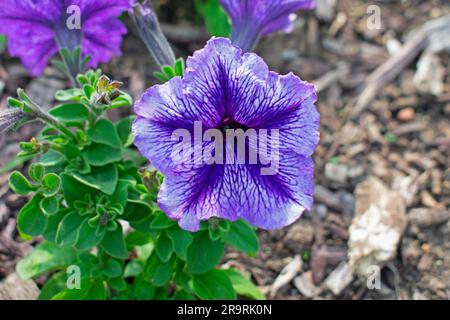 Petunia blu con nucleo a forma di stella blu scuro, su un letto di foglie verdi e trucioli di legno essiccati -01 Foto Stock