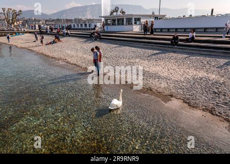 Ginevra - Svizzera - 25 marzo 2022: Vista panoramica di un cigno bianco che nuota nelle acque turchesi del lago di Ginevra nel porto di Ginevra. Foto Stock