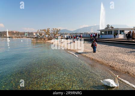 Ginevra - Svizzera - 25 marzo 2022: Vista panoramica di un cigno bianco che nuota nelle acque turchesi del lago di Ginevra nel porto di Ginevra. Foto Stock