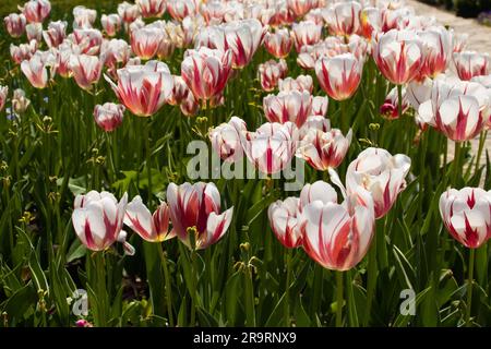 Bellissimi tulipani rossi e bianchi in giardino Foto Stock