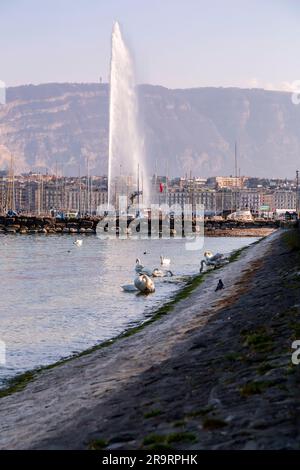 Ginevra - Svizzera - 25 marzo 2022: Vista panoramica di un cigno bianco che nuota nelle acque turchesi del lago di Ginevra nel porto di Ginevra. Foto Stock