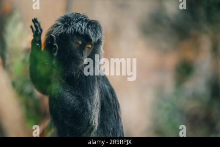 Primo piano del soffice volto marmoset di Goeldi. Scimmia carina e adorabile nello zoo Foto Stock