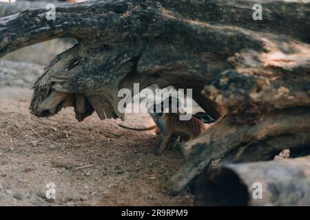 Gruppo di suricati che si nascondono sotto un ramo di legno. Meerkats seduti in den in posizione di vedetta Foto Stock