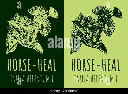 RIQUADRO dei disegni. Illustrazione disegnata a mano. Nome latino Inula helenium L. Foto Stock