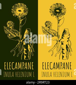 RIQUADRO dei disegni. Illustrazione disegnata a mano. Nome latino Inula helenium L. Foto Stock