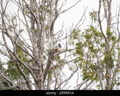 Primo piano del towhee maculato nel Capulin Volcano National Monument nel New Mexico Foto Stock