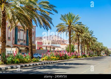 Strada moderna con una fila di palme, città di al Ula, Arabia Saudita Foto Stock