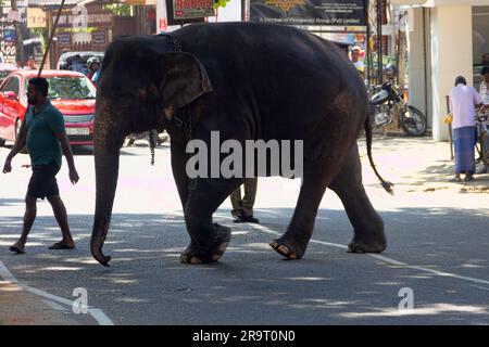 Sri Lanka, Pinnawala - 15 gennaio 2020: Elefante indiano e il personale dell'orfanotrofio di elefante Pinnawala a Kandy, Sri Lanka Foto Stock