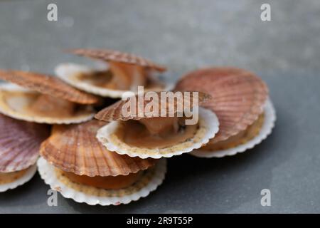 Aprire le capesante in conchiglie su sfondo grigio pietra Foto Stock