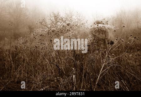 Strega verde che cammina attraverso paludi innevate. Immagine stratificata con colori creativi. Foto Stock