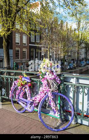 Bicicletta decorata in viola su un ponte di Amsterdam con case sui canali sullo sfondo Foto Stock