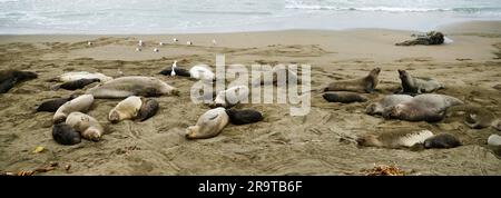 Branco di leoni marini che riposa sulla spiaggia, San Simeon, California, USA Foto Stock