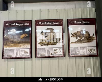 Royal, ne USA - 13 maggio 2023: Foto di roditori, castori e topi tpe di animali al Ashfall Fossil Beds State Historic Park di Royal, Nebraska. Foto Stock