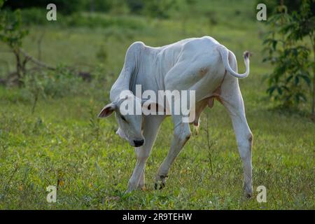 il calv si gratta da un possibile segno di spunta. Bellissimi e sani vitelli Nellore che pascolano al tramonto in un pascolo verdastro nella primavera brasiliana. Essere Foto Stock