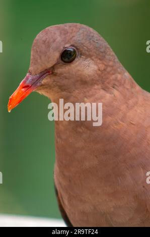 Pacific Emerald dove, Chalcophaps longirostris, Chalcophaps indica. Foto Stock