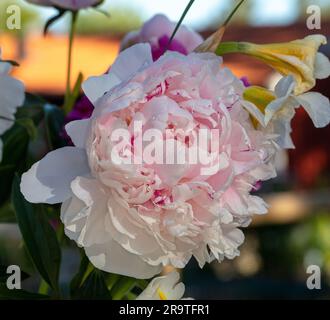 'arah Bernhardt' comune giardino di peonia, Luktpion (Paeonia lactiflora) Foto Stock