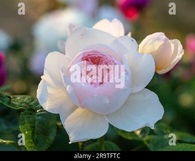 'Gentle Hermione, Ausrumbaa' Inglese Rose, Engelsk ros (Rosa) Foto Stock