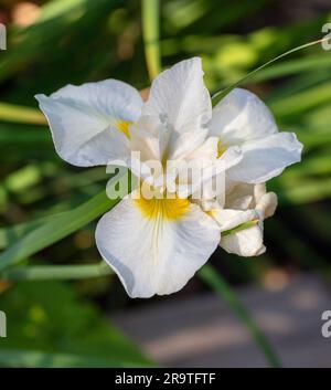 'Snow Queen' Siberian Iris, Strandris (Iris sibirica) Foto Stock