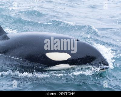 Killer Whale, Orcinus orca, Monterey Bay Marine Sanctuary, California, USA Foto Stock